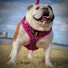 ✨NEW✨ “Pretty Wild “ 🐆⛓🎀 Bulldog Adjustable Harness ✨Bulldog Collection ✨