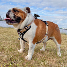 ✨JUST ARRIVED ✨ “DIAMOND HEIST” Designer No Pull Harness