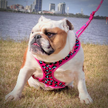 ✨NEW✨ “Pretty Wild “ 🐆⛓🎀 Bulldog Adjustable Harness ✨Bulldog Collection ✨