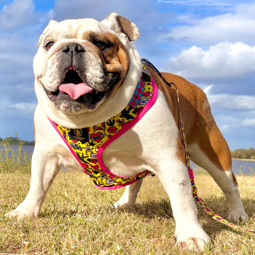 ✨NEW✨ “Queen of hearts “ Bulldog Adjustable Harness ✨Bulldog Collection ✨