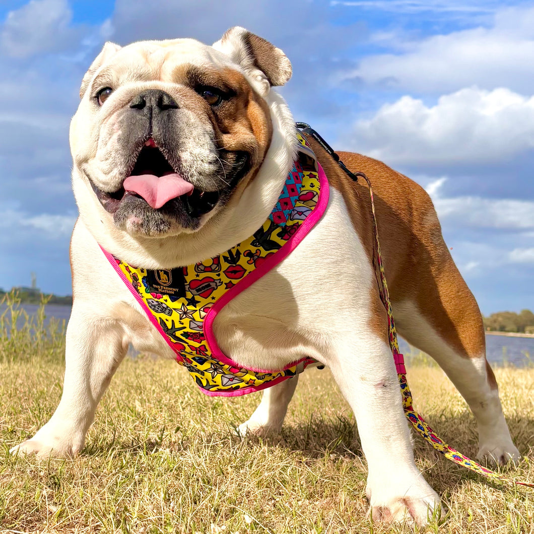 ✨NEW✨ “Queen of hearts “ Bulldog Adjustable Harness ✨Bulldog Collection ✨