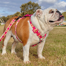 ✨NEW ARRIVAL ✨ “Oh So Fabulous “⛓  chain strap harness