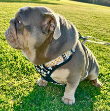 ✨JUST ARRIVED ✨ “DIAMOND HEIST” Designer No Pull Harness