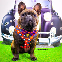 "What happens in Vegas"  Collar & Bow Tie