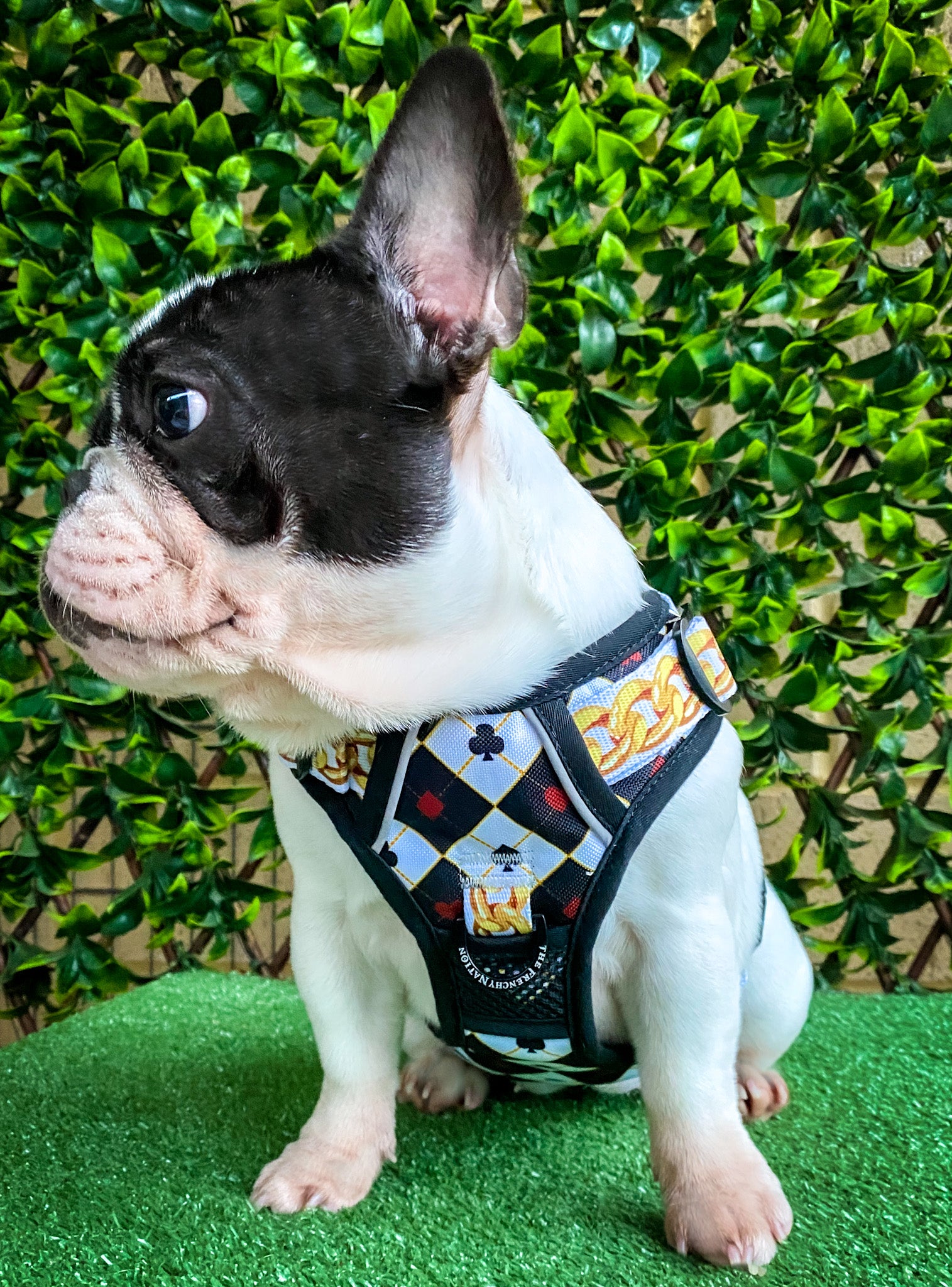 Best harness for french bulldog that pulls cheap