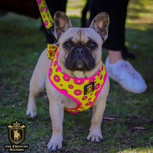 ✨New✨ “Donut life” Adjustable leash