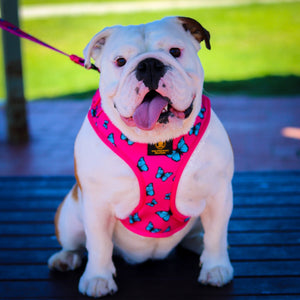 ✨NEW✨ “Fabulous Darling” Bulldog Adjustable Harness ✨Bulldog Collection ✨