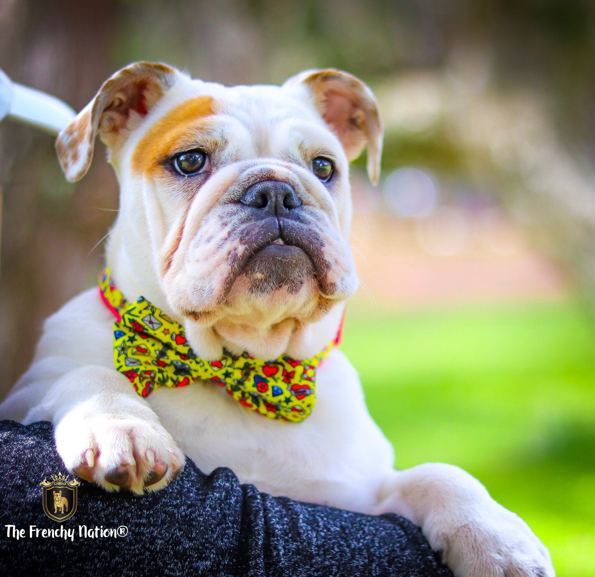 english bulldog bow tie