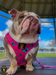 ✨NEW✨ “Fabulous Darling” Bulldog Adjustable Harness ✨Bulldog Collection ✨