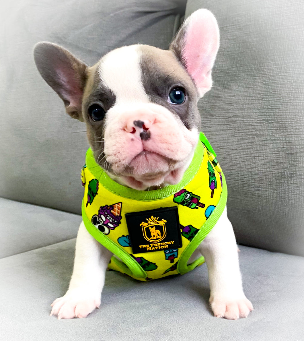 🔥NEW ARRIVAL 🔥 “Ice Screammm” 🍦🧟‍♂️🧟‍♂️Puppy Adjustable Harness