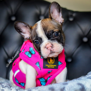 🔥NEW ARRIVAL 🔥 “FABULOUS DARLING” 🎀💕Puppy Adjustable Harness