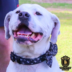 “Rockstar ” Collar With Bow Tie