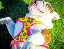 “Donut Life"  Adjustable Harness ✨Bulldog Collection ✨