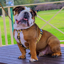 ✨NEW ✨ “King of Farts “ Gold Chain Strap harness  👑⚔️⛓💨
