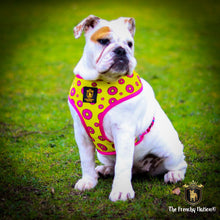 "Donut Life" Reversible Harness