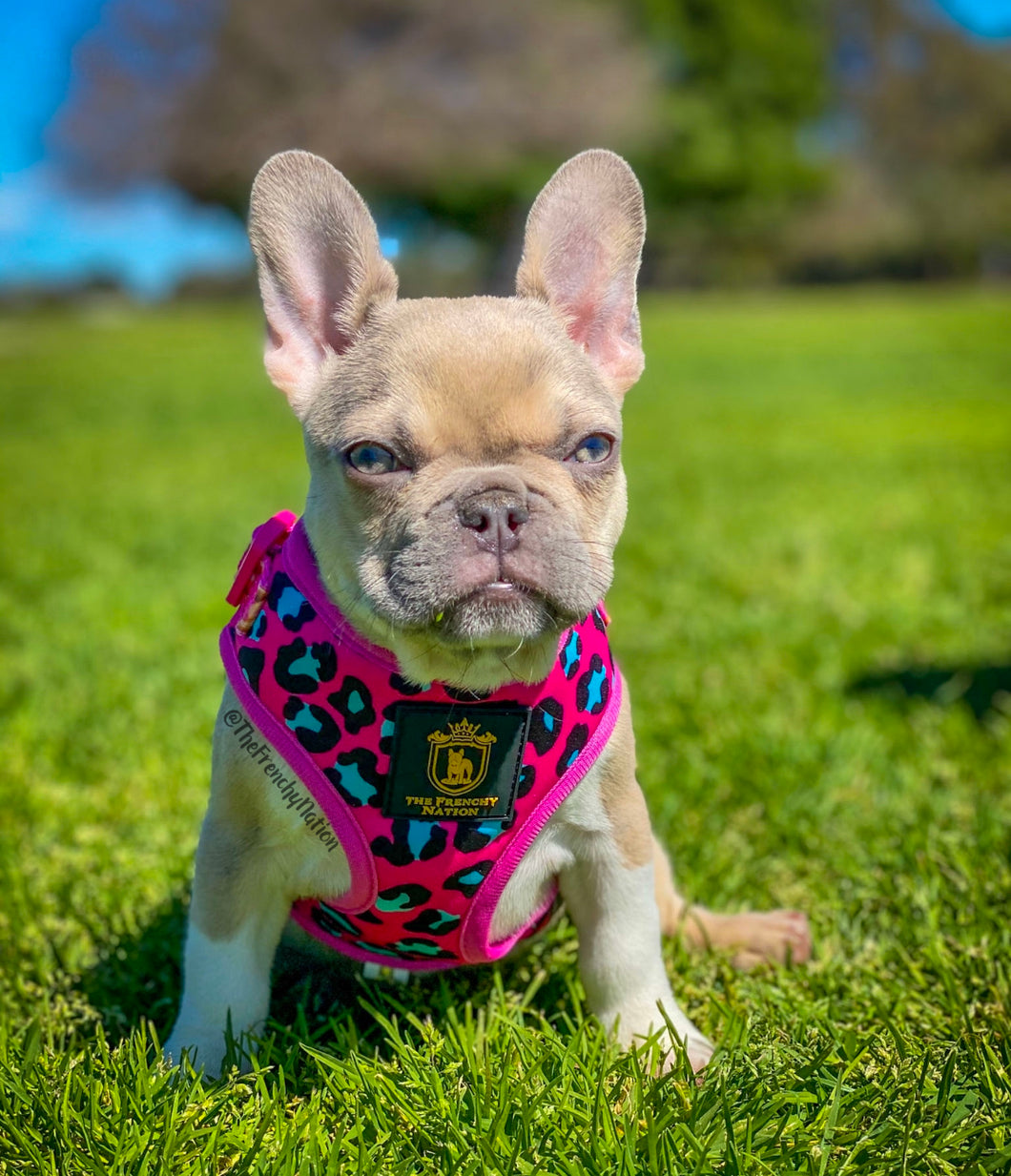 🔥NEW ARRIVAL 🔥 “Pretty Wild “ 🐆⛓🎀  Puppy Adjustable Harness