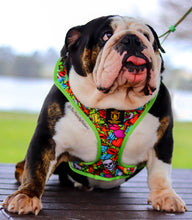 ✨NEW✨ “Heartbreaker “ Bulldog Adjustable Harness ✨Bulldog Collection ✨