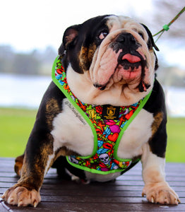 ✨NEW✨ “Heartbreaker “ Bulldog Adjustable Harness ✨Bulldog Collection ✨