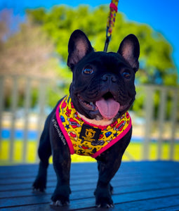 🔥NEW ARRIVAL🔥 “Queen of hearts  “👑💕 Luxury Reversible Harness