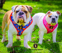"Donut Life" Reversible Harness