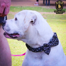 “Rockstar ” Collar With Bow Tie