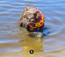 "Donut Life" Reversible Harness