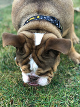 “Rockstar ” Collar With Bow Tie