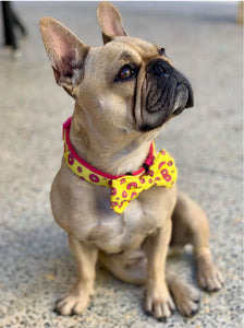 "Donut Life"  Collar & Bow Tie