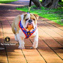“Finger Licking Good"  Adjustable Harness ✨Bulldog collection ✨