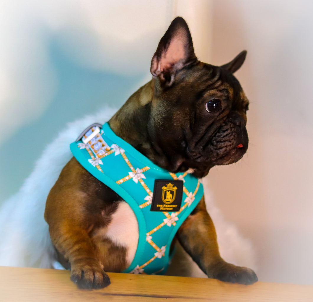 🔥NEW ARRIVAL 🔥 “Born Boujee” Puppy Adjustable Harness