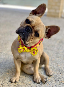 "Donut Life"  Collar & Bow Tie