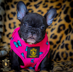 🔥NEW ARRIVAL 🔥 “FABULOUS DARLING” 🎀💕Puppy Adjustable Harness