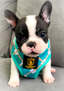 🔥NEW ARRIVAL 🔥 “Born Boujee” Puppy Adjustable Harness
