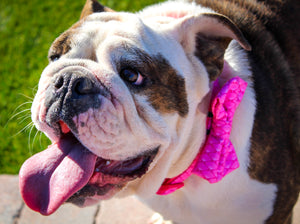 “Fabulous Darling “ Collar With Bow Tie