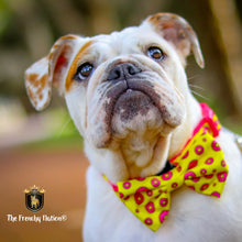 "Donut Life"  Collar & Bow Tie