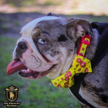 "Donut Life"  Collar & Bow Tie