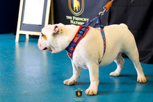 “Finger Licking Good"  Adjustable Harness ✨Bulldog collection ✨