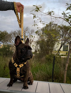 ✨NEW ✨ “King of Farts “ Gold Chain Strap harness  👑⚔️⛓💨