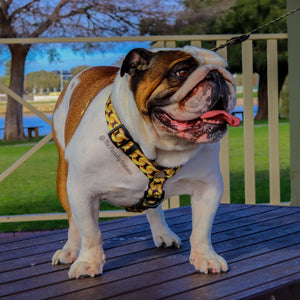 ✨NEW ✨ “King of Farts “ Gold Chain Strap harness  👑⚔️⛓💨