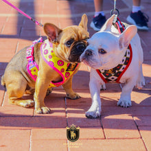 "Donut Life" Reversible Harness