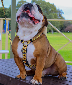 ✨NEW ✨ “King of Farts “ Gold Chain Strap harness  👑⚔️⛓💨