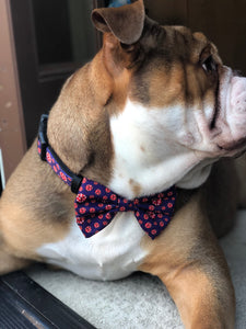 "What happens in Vegas"  Collar & Bow Tie