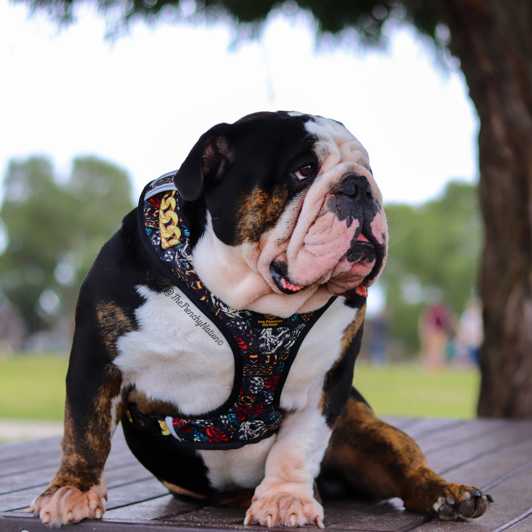 ✨NEW✨ “King of farts “ Bulldog Adjustable Harness ✨Bulldog Collection ✨