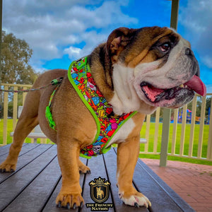 ✨NEW✨ “Heartbreaker “ Bulldog Adjustable Harness ✨Bulldog Collection ✨