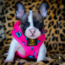 🔥NEW ARRIVAL 🔥 “FABULOUS DARLING” 🎀💕Puppy Adjustable Harness