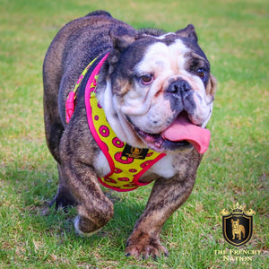 “Donut Life"  Adjustable Harness ✨Bulldog Collection ✨