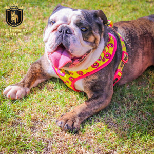 “Donut Life"  Adjustable Harness ✨Bulldog Collection ✨