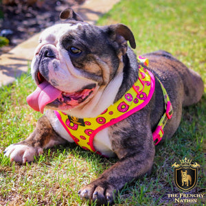 “Donut Life"  Adjustable Harness ✨Bulldog Collection ✨