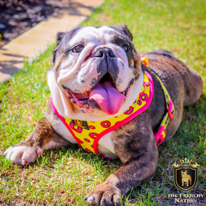 “Donut Life"  Adjustable Harness ✨Bulldog Collection ✨