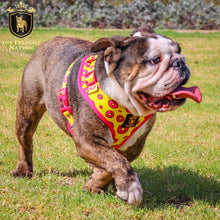 “Donut Life"  Adjustable Harness ✨Bulldog Collection ✨